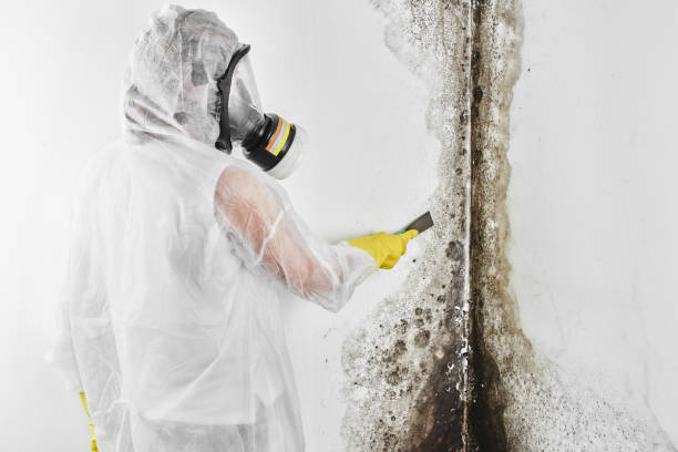 Best Emergency Mold Removal  in Marysville, KS
