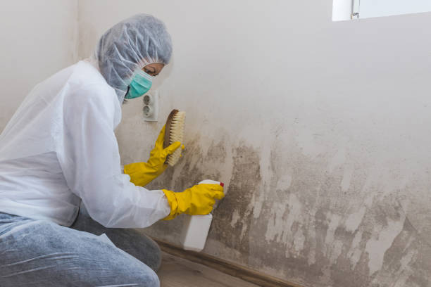 Best Home Mold Removal  in Marysville, KS