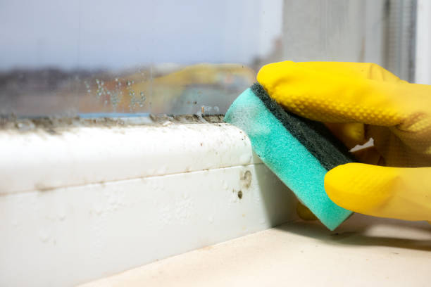 Best Professional Mold Removal  in Marysville, KS