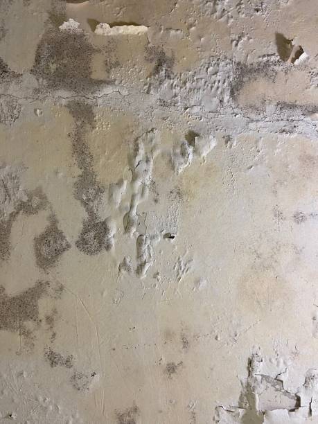 Best Crawl Space Mold Removal  in Marysville, KS