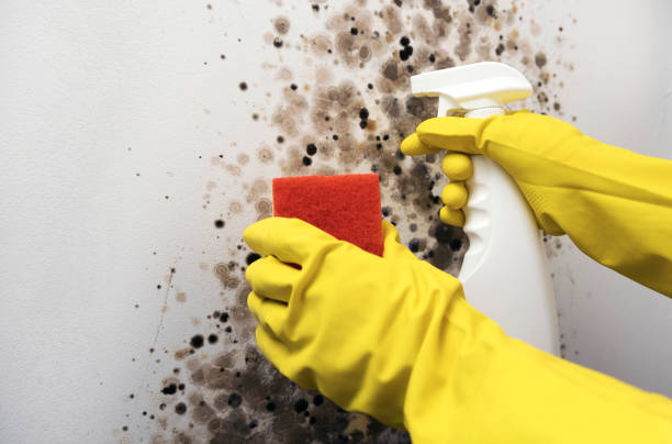 Best Fast Mold Removal  in Marysville, KS