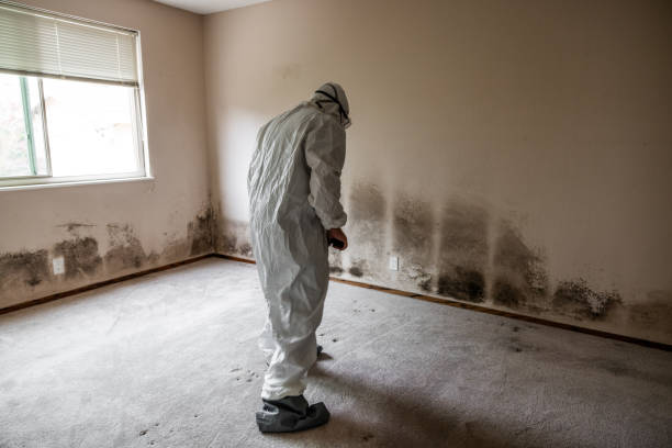 Best Mold Removal Company Near Me  in Marysville, KS