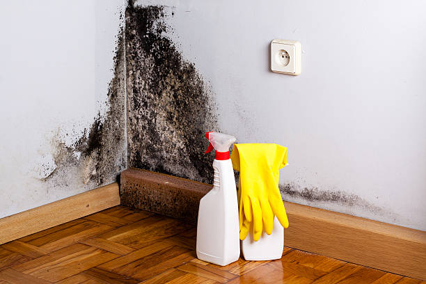Best Local Mold Removal Service  in Marysville, KS