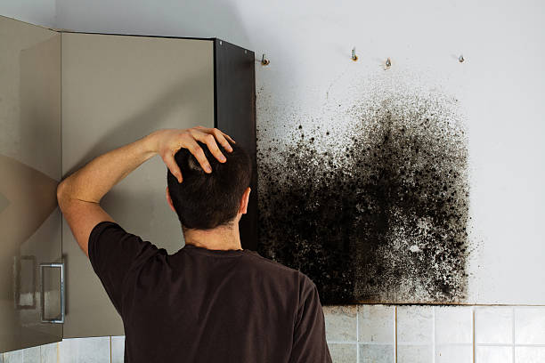 Best Mold Damage Repair  in Marysville, KS